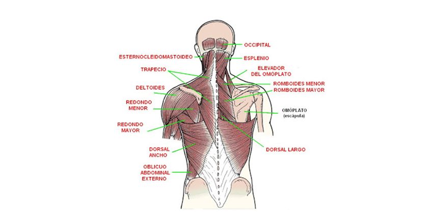 Osteomas dorsalgia