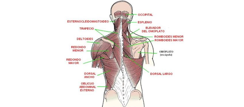 Osteomas dorsalgia